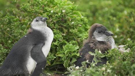 juvenile african penguins shedding feathers on a wild protected reserve