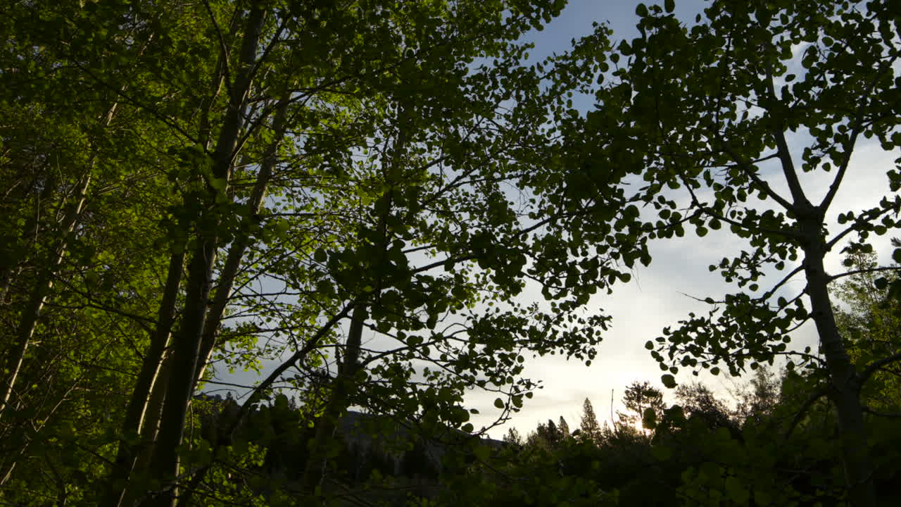 아스펜 나무 뒤에 떠오르는 태양의 기울기 시간 경과