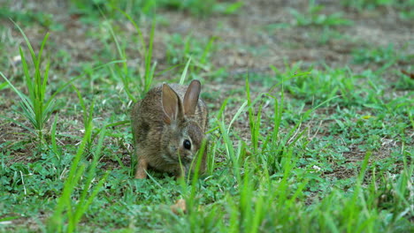 cute bunny rabbit eating grass, closeup slow motion