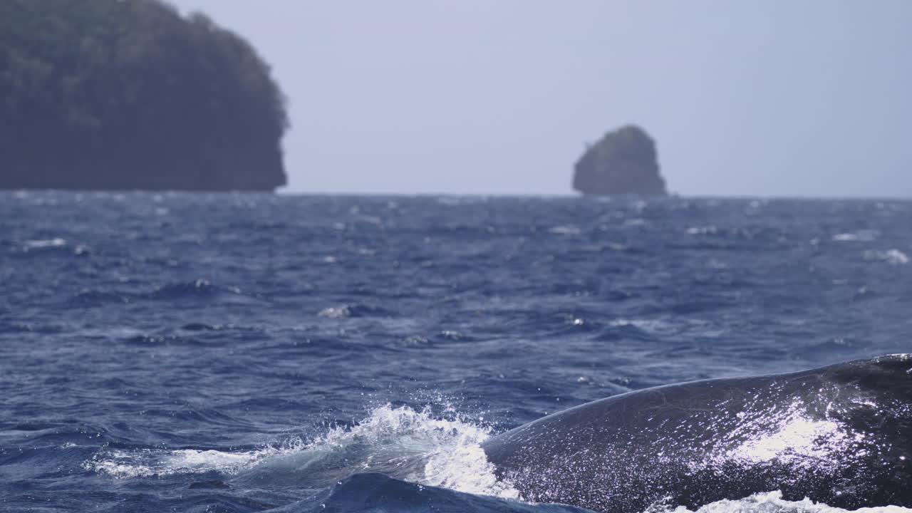 O movimento ativo de uma baleia agita a água enquanto a névoa do esguicho permanece acima da superfície do oceano; a água brilha e escorre do corpo