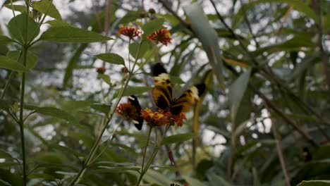 gros plan de papillon suçant le nectar de la petite fleur jaune dans la forêt