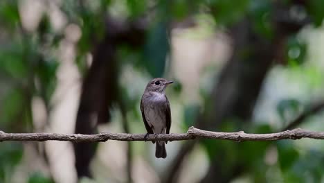 El-Papamoscas-Marrón-Asiático-Es-Un-Pequeño-Pájaro-Paseriforme-Que-Se-Reproduce-En-Japón,-Himalaya-Y-Siberia