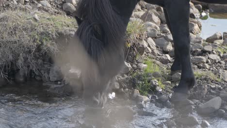 Caballo-Islandés-Gris-Bebiendo-De-Un-Arroyo-En-Las-Llanuras-Islandesas