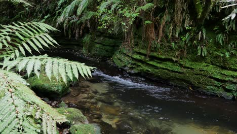 nuova zelanda bella e serena scena naturale di un piccolo ruscello che scorre attraverso uno splendido fogliame verde