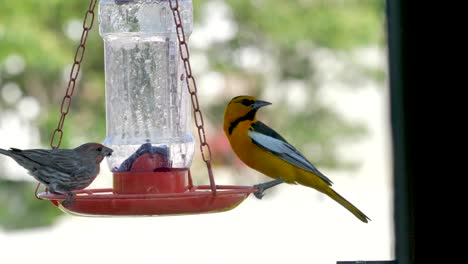 Bright-orange-male-Bullock's-oriole-and-house-finch-sharing-a-meal-at-the-jelly-feeder