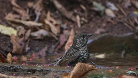 zooming to reveal this bird shaking and dipping its head in the water, so satisfying to watch, white-throated rock thrush monticola gularis, thailand