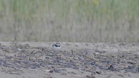 Flussregenpfeifer-Watvogel-Am-Meeresufer-Auf-Der-Suche-Nach-Nahrung,-Essen,-Laufen