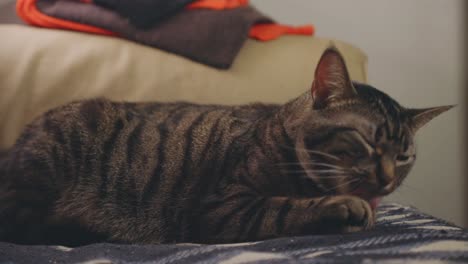 gato atigrado soñoliento bostezando y lamiendo su pata mientras descansa en la cama - cerrar