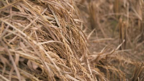 fresh harvest brown rice crops blowing in the wind - close up rack focus