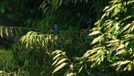 Verditer-Fliegenfänger-Thront-Auf-Einem-Baum-Und-Blickt-Nach-Links,-Während-Er-Auf-Seine-Mahlzeit-Wartet,-Thailand