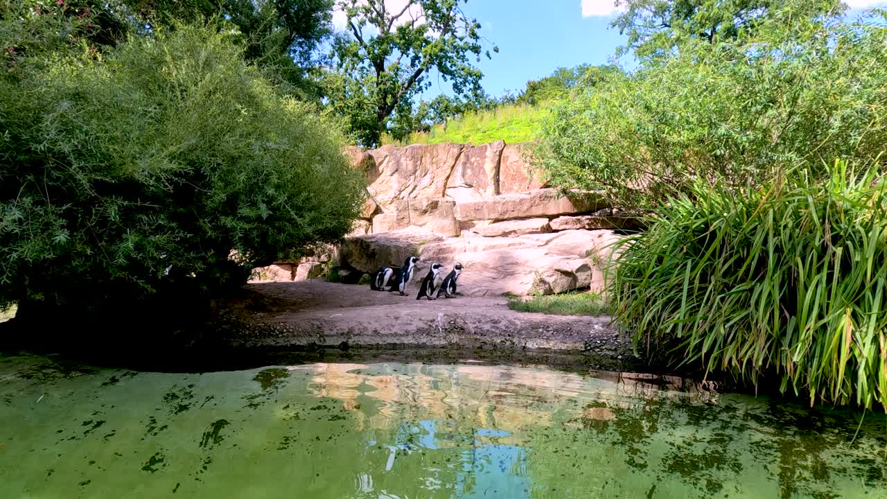 A group of penguins stands and interacts beside a green pool in a lush, outdoor zoo enclosure under bright natural daylight with a steady wide shot