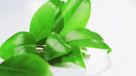 Tracking-shot-over-green-tea-leaves-on-white-background,-Slow-motion