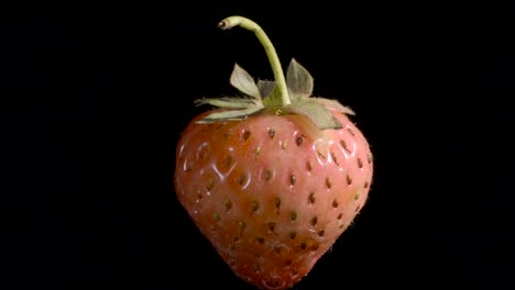 levitating red strawberry. rotating ripe strawberry flying in the air isolated on black background. closeup, camera rotation 360 degrees.