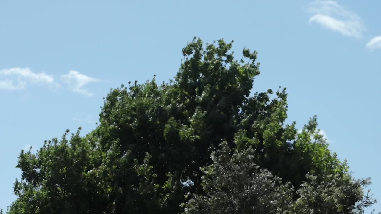 Big Tall Green Trees Swaying In Strong Winds, Daytime Sunny Blue Sky With Clouds, Maffra, Gippsland, Victoria, Australia
