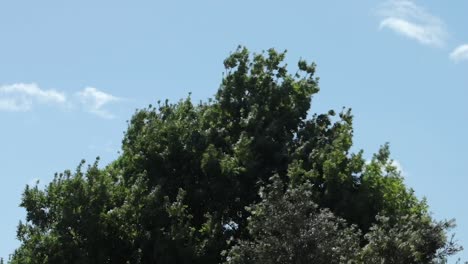 big tall green trees swaying in strong winds, daytime sunny blue sky with clouds, maffra, gippsland, victoria, australia
