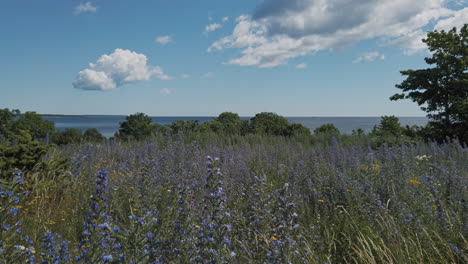 beautiful flowers swaying in the wind, in the background the sea fading on the horizon