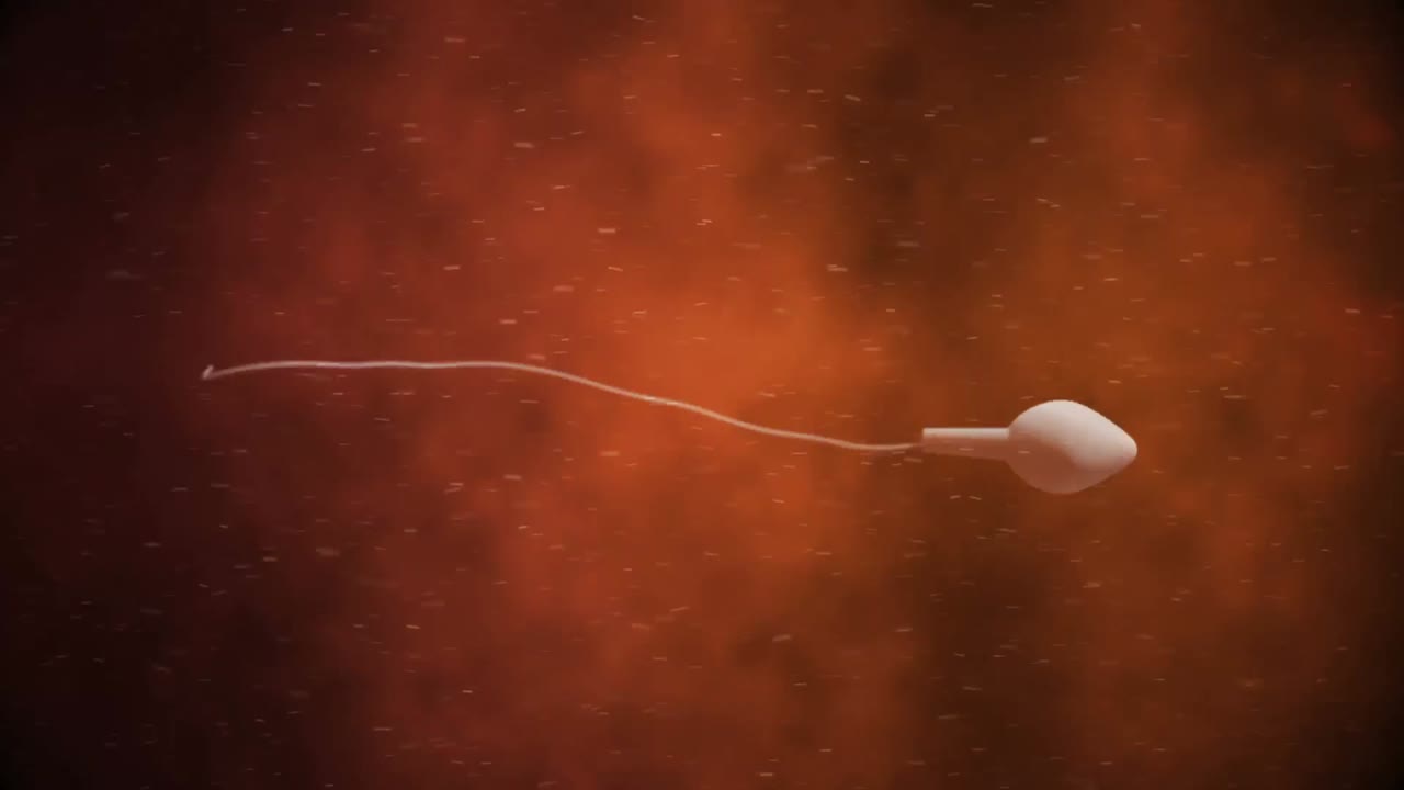un óvulo en movimiento siendo fertilizado por espermatozoides