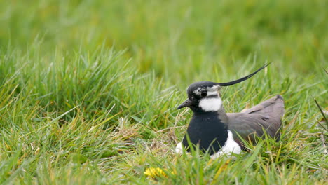 Kiebitz-Auf-Seinem-Nest-Zeigt-Seinen-Beeindruckenden-Kamm,-Der-Vom-Wind-Verweht-Wird