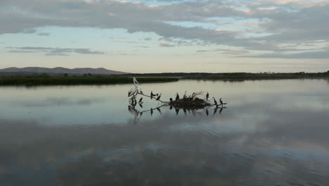 kingfishers and pelican, perched on branch in water, during sunset