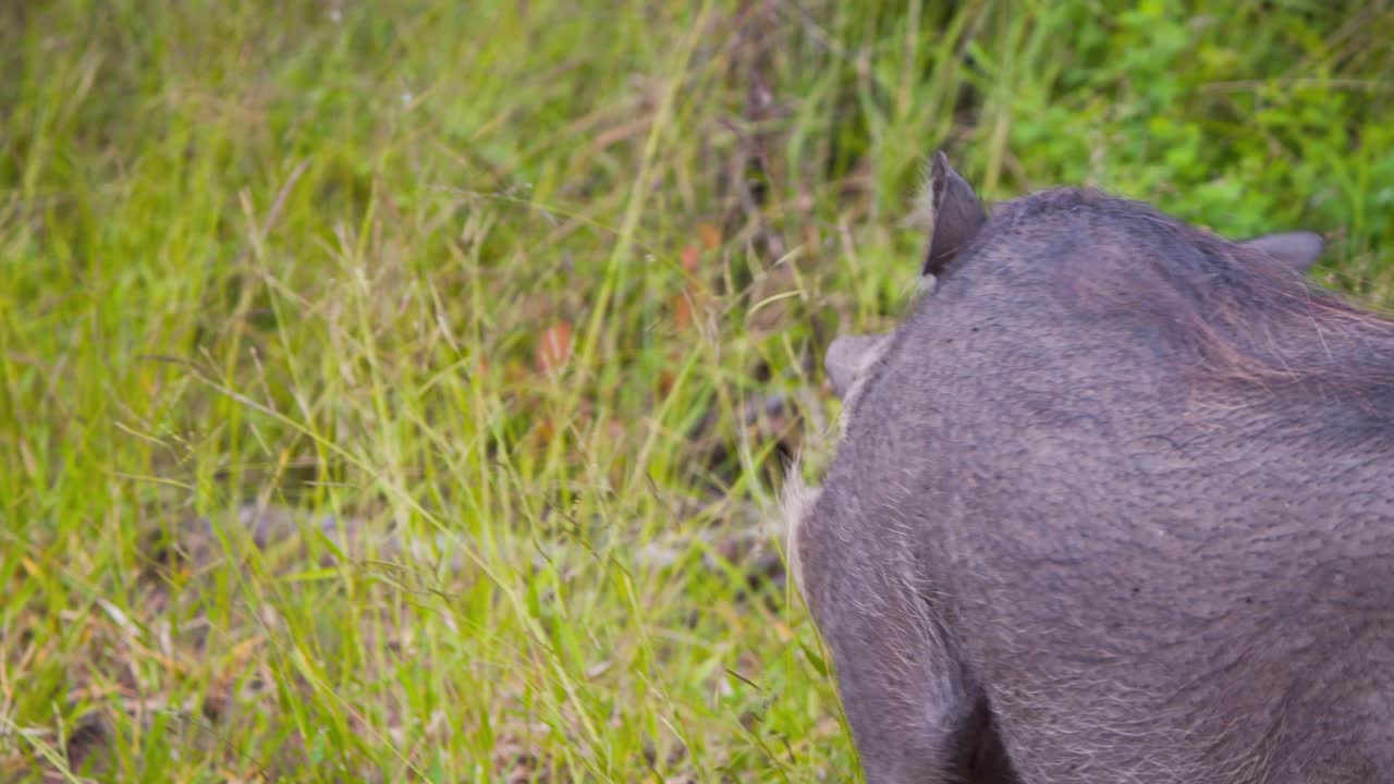 jabalí africano con cerdas y colmillos caminando y pastando en la hierba