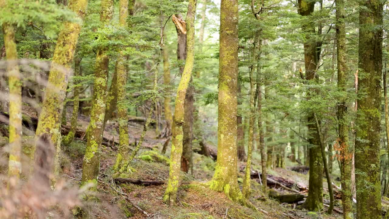 A tranquil forest with lush green trees and dappled sunlight in Queenstown, captured in a 13-second video