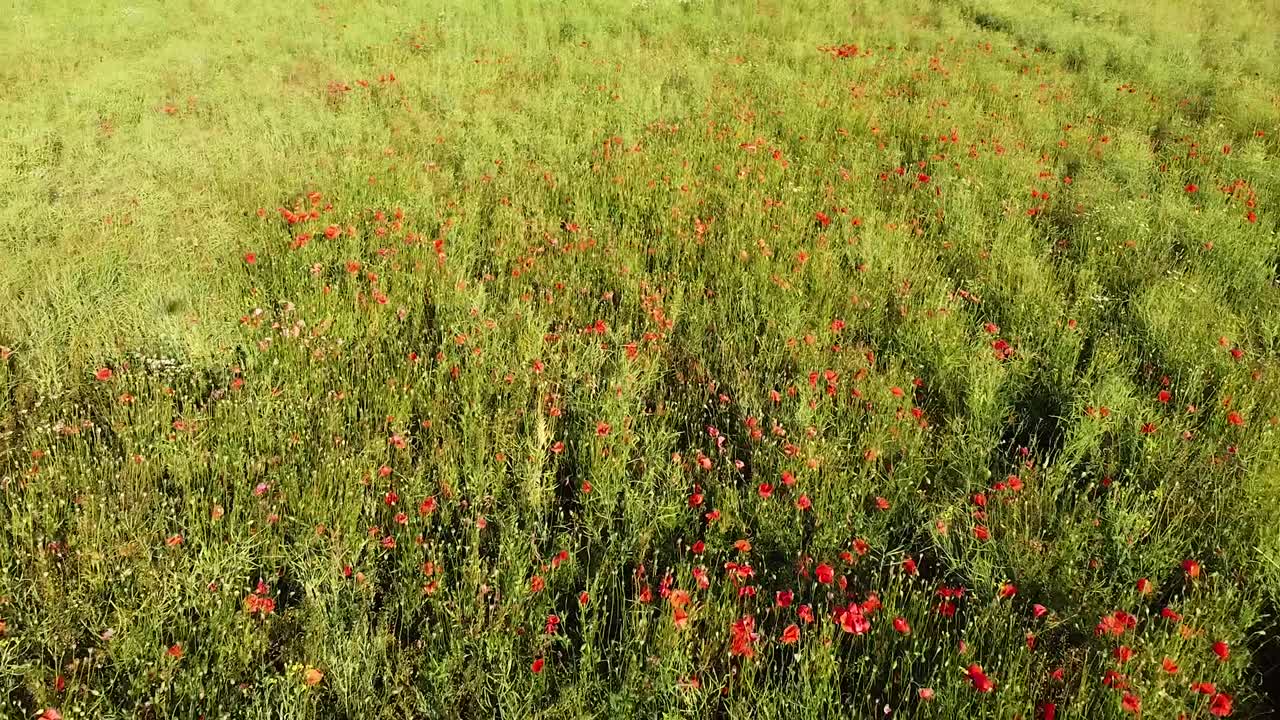 Green meadow and red poppy flowers on sunny summer day, aerial view