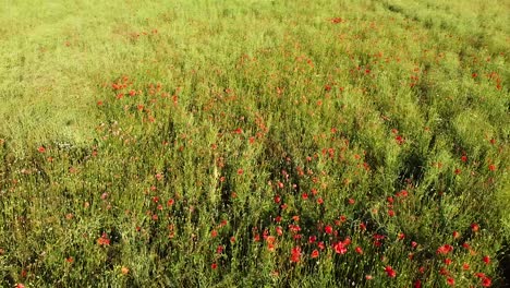 prado verde y flores de amapola rojas en un soleado día de verano, vista aérea