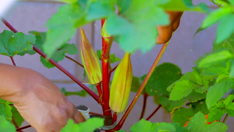 a gardener picks okra with pruning shears - isolated, close up, black hands, slow motion