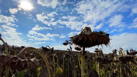 large plantation of ripe sunflower ready for harvest large plantation of ripe sunflower ready for harvest dry sunflower
