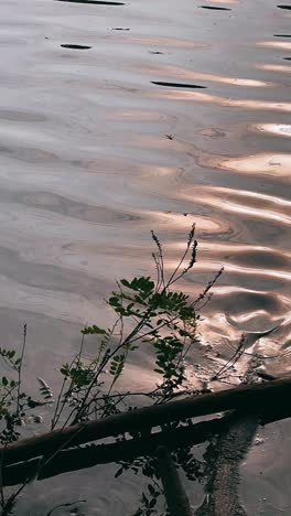 serene lakeside sunset