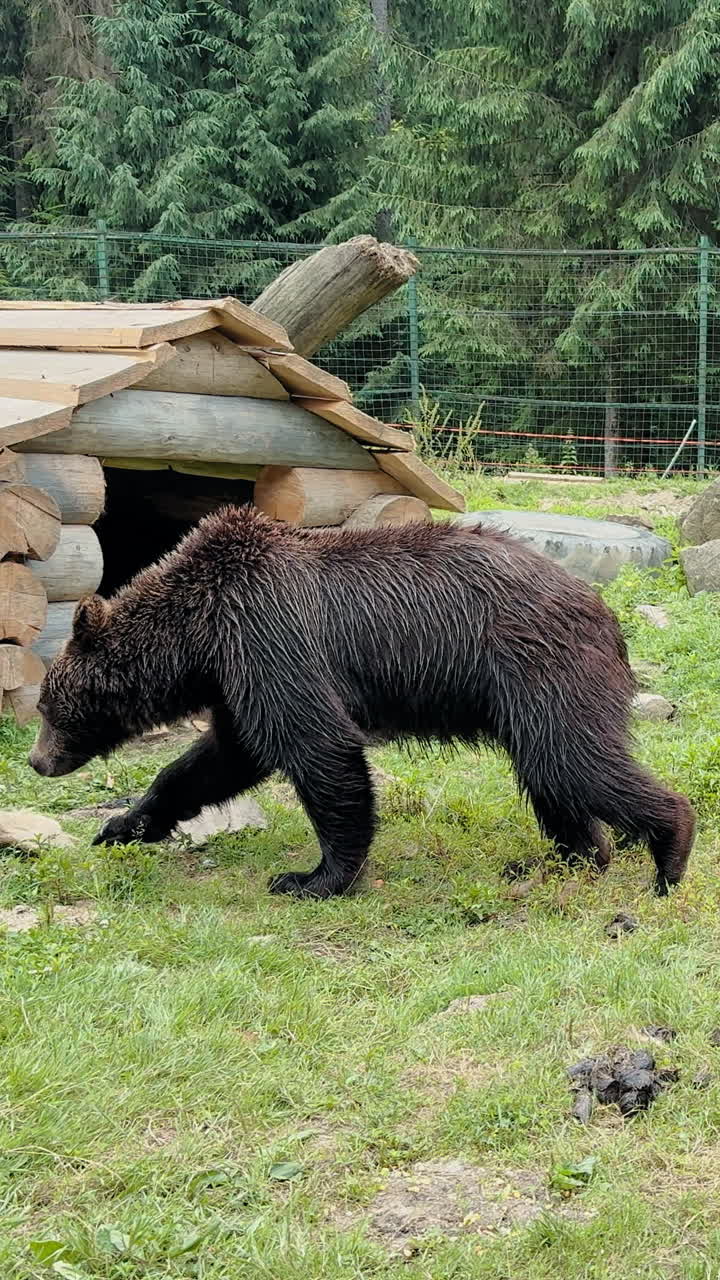 Un grande orso bruno con la pelliccia bagnata sta annusando il terreno vicino a un rifugio di legno in un recinto dello zoo con