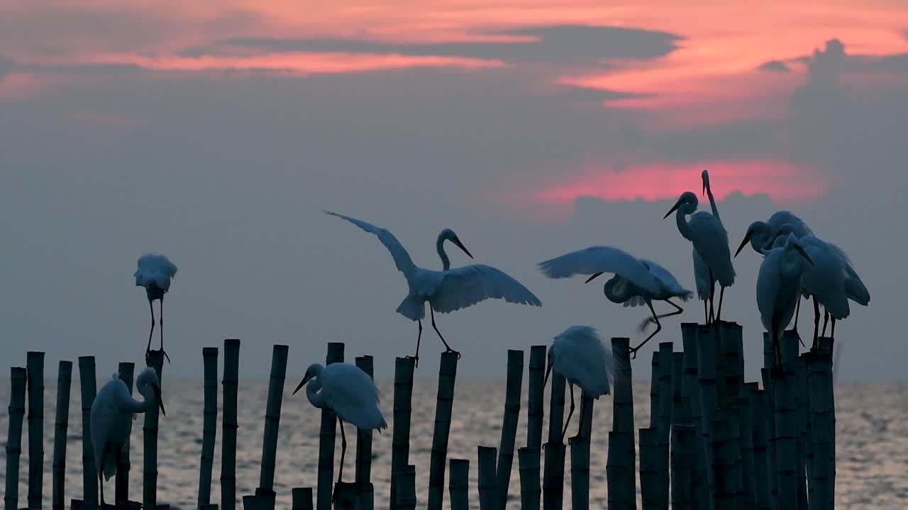 большая цапля, также известная как обыкновенная цапля или большая цапля