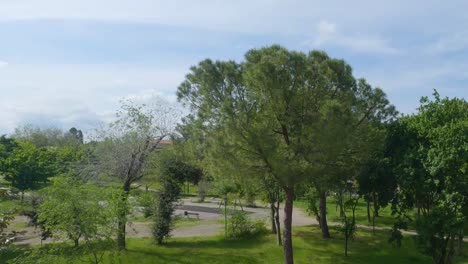 Wind-rustling-the-leaves-on-the-trees