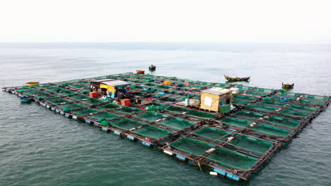 Vietnamesen-Züchten-Teure-Fischrassen-In-Einer-Quadratischen-Farm-Im-Ozeanwasser,-Luftdrohnenumlaufbahnaufnahme