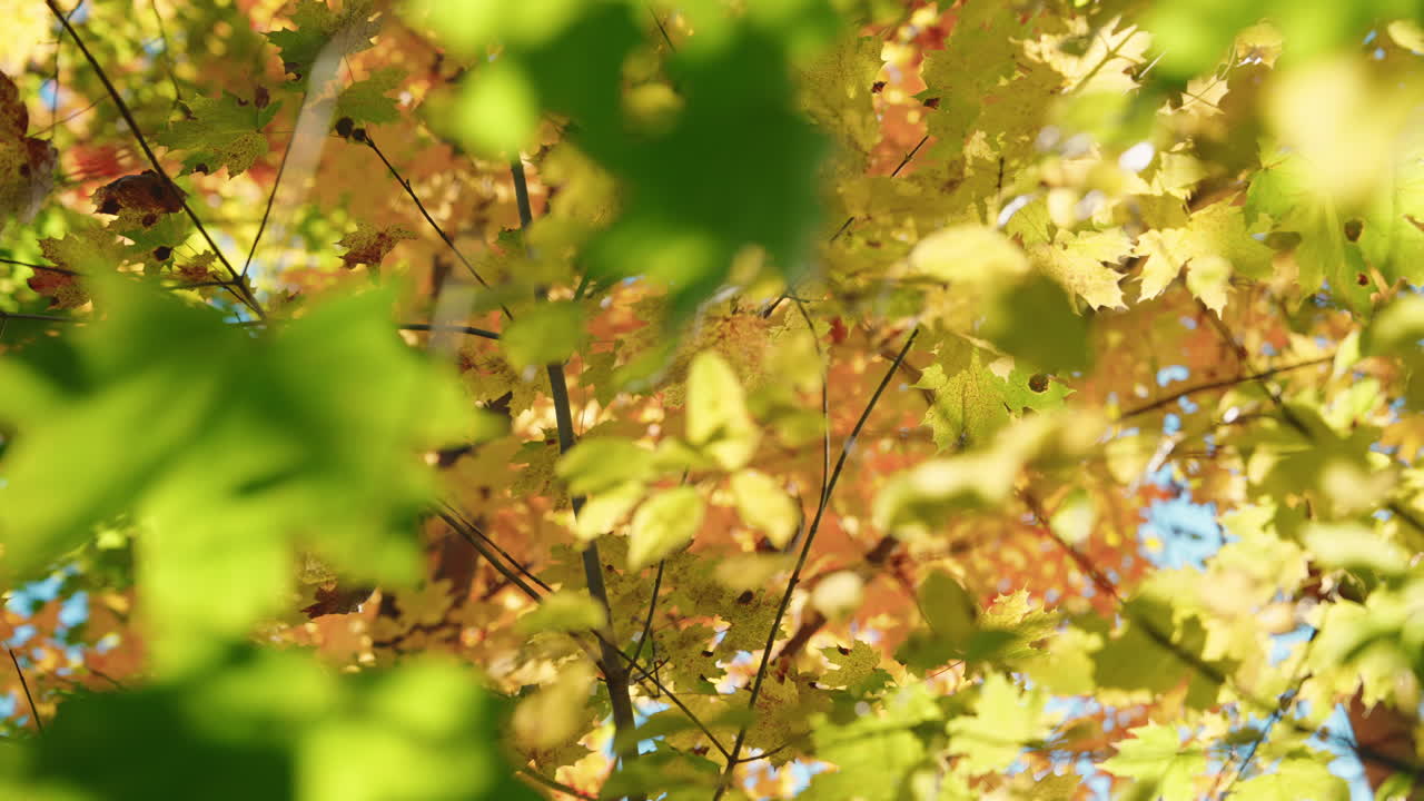 Moving past trees with colorful orange foliage. Autumn vibrant colors. Peaceful fall scenery.
Sunlight coming through the tree's branches.