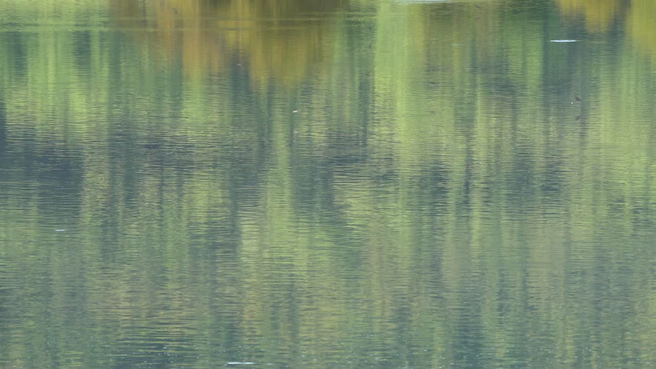 Swallows skimming over the waters surface catching bugs