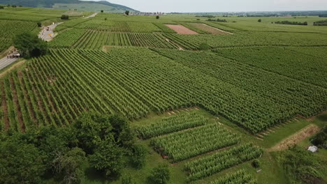 Un-Metraje-Aéreo-En-Adelante-De-La-Amplia-Tierra-De-Cultivos-Y-Vegetación-Mientras-Se-Desplaza-Hacia-La-Derecha