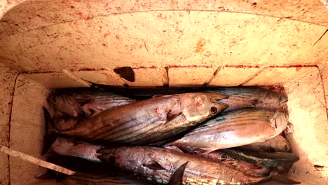 Mexikanischer-Bonita-Fisch,-Gefangen-In-Einer-Blutigen,-Schmutzigen-Fischerkiste