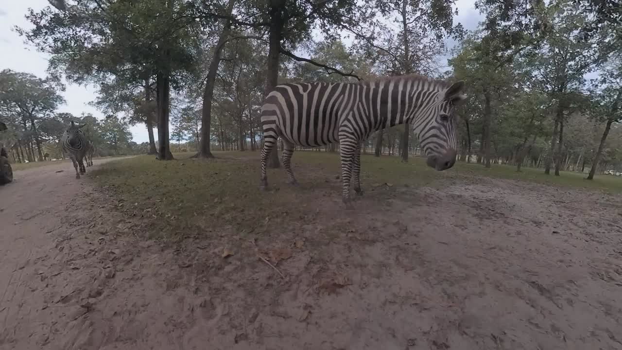 Safari nello zoo passando tra le zebre - vista dal basso