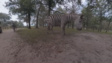 conducir a través del zoológico pasando cebras - vista de bajo ángulo
