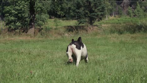 Französische-Bulldogge-Spielt-Mit-Einem-Stock-Auf-Einem-Feld-1080-4x-Zeitlupe