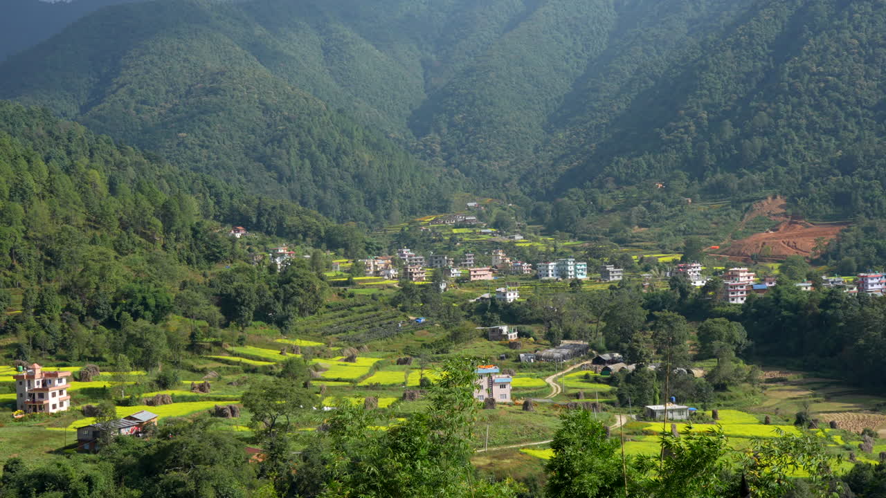 A beautiful panning view of terraced hillsides blooming with canola or mustard plants in the summer sun