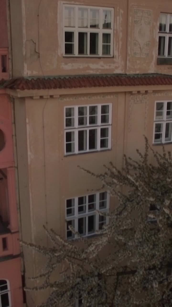 Facciata di un vecchio edificio con albero bianco in fiore al crepuscolo