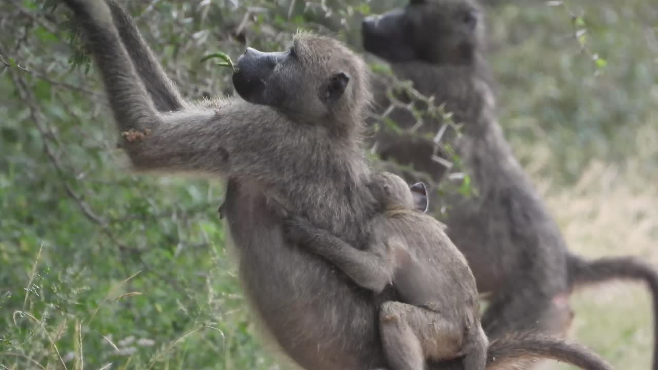 Baboon baby on Mother's back with group of other Baboons amongst roadway