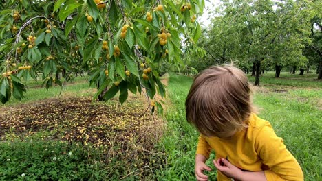 Little-Boy-Picking-Ripe-Yellow-Cherries-In-An-Organic-Farm-In-Traverse-City-During-Cherry-Festival-In-Leelanau-County,-Michigan,-USA---Medium-Closeup-Shot