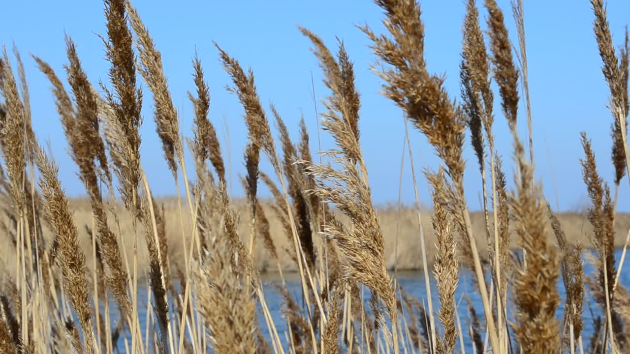Schilf und Meer. Fotoshooting im Frühling
