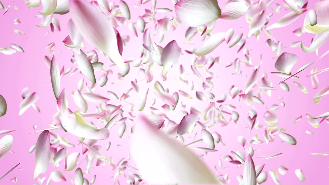 핑크 로터스 비행.