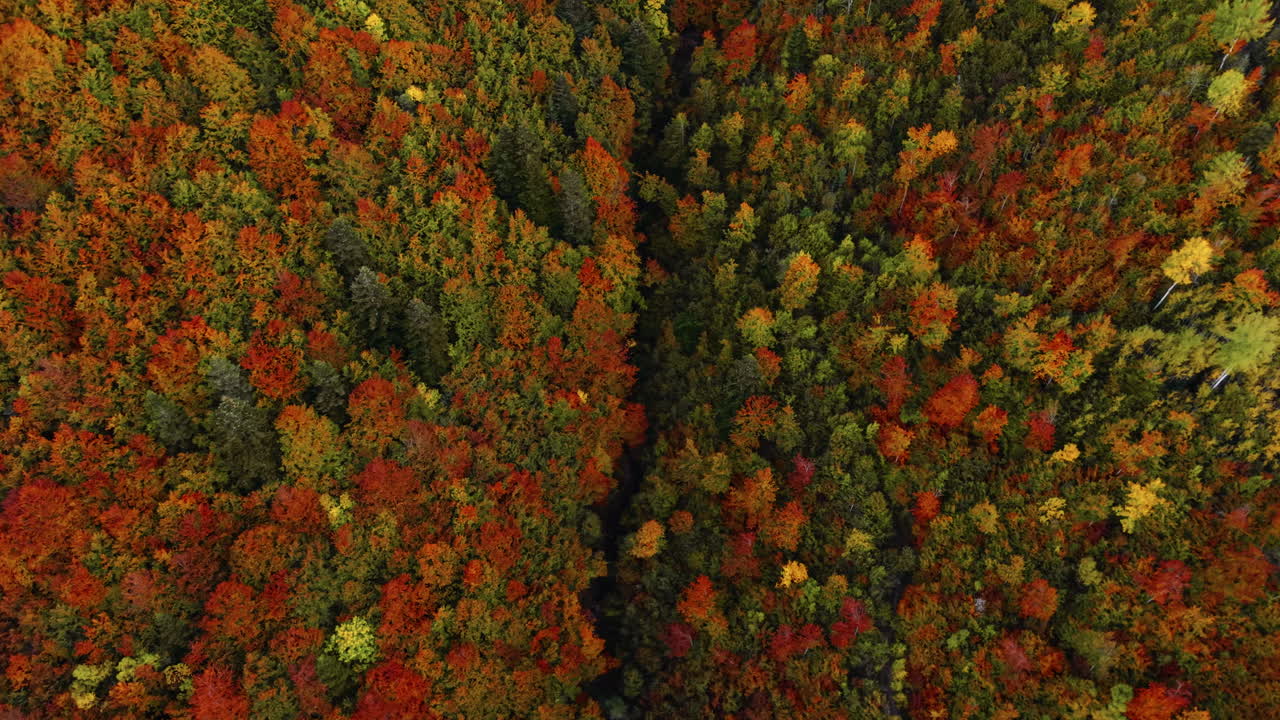 Colorful autumn trees in the Italian Alps seen from above