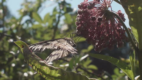 Eastern-Tiger-Swallowtail-Hanging-onto-Milkweed-in-Wind,-Close,-Slow-Motion