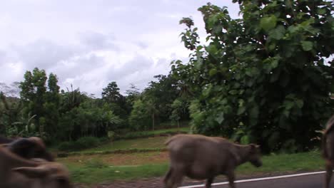 Grupo-De-Búfalos-De-Agua-Caminando-Por-La-Carretera-Cerca-Del-Campo-De-Arroz-Mientras-La-Cámara-En-El-Camión-Pasa-Rápido-En-Cámara-Lenta